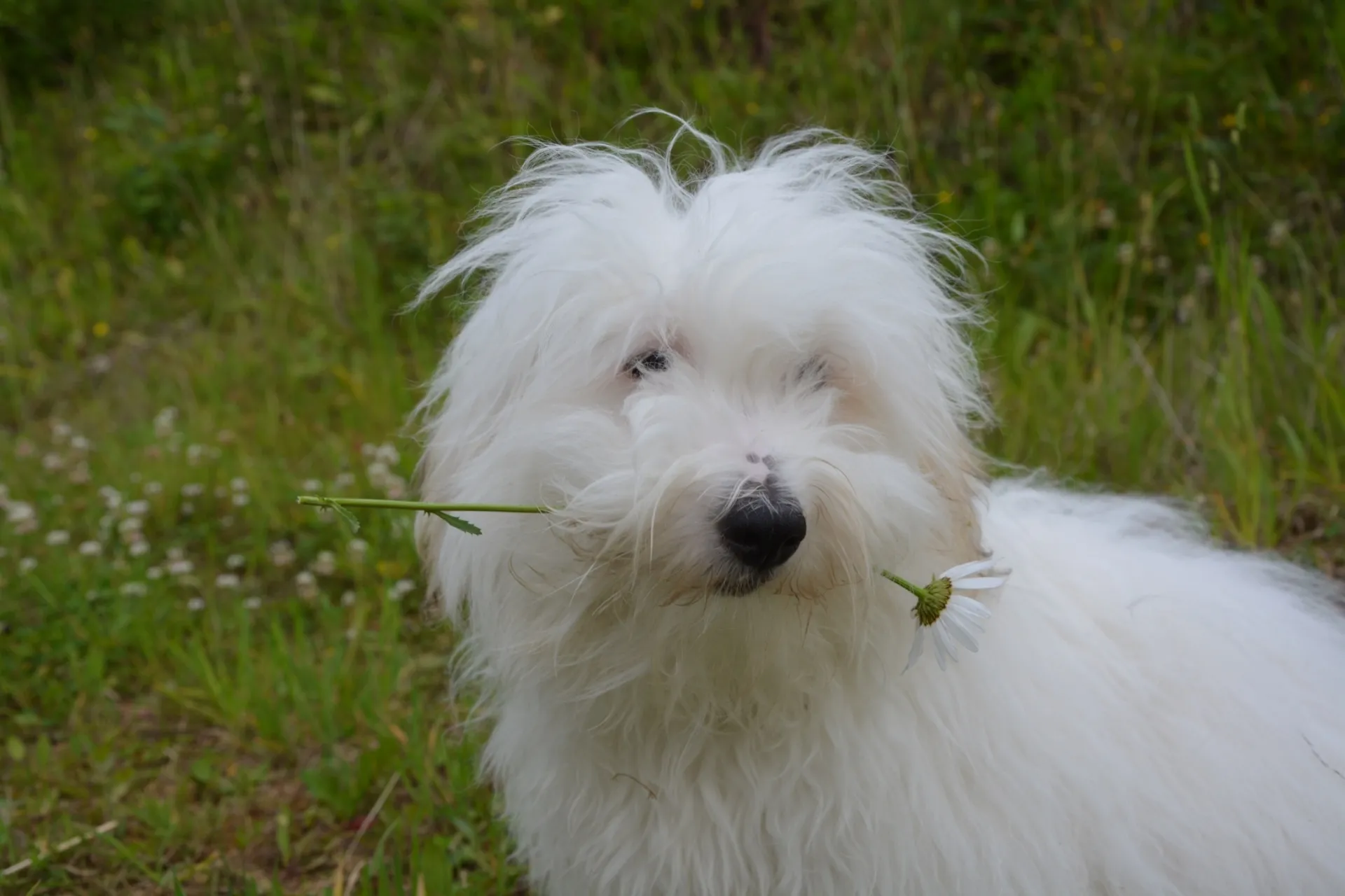 Coton De Tulear